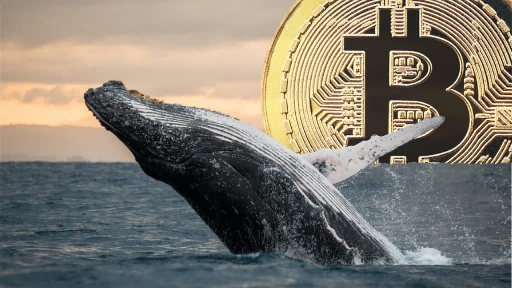 Inactive Bitcoin Wallet Springs to Life with Major Transfer