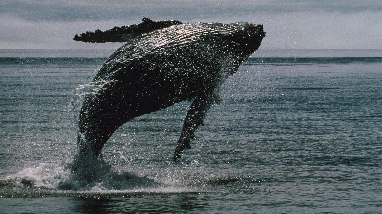 Bitcoin Whales Accumulate $16.7 Billion Amid ETF Outflows