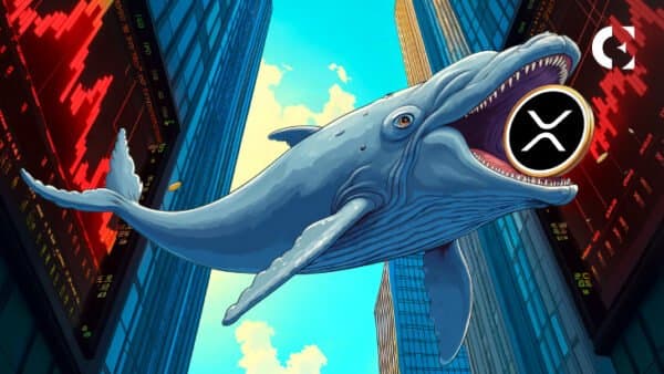 Whales Build Up XRP Holdings While Small Investors Pull Back