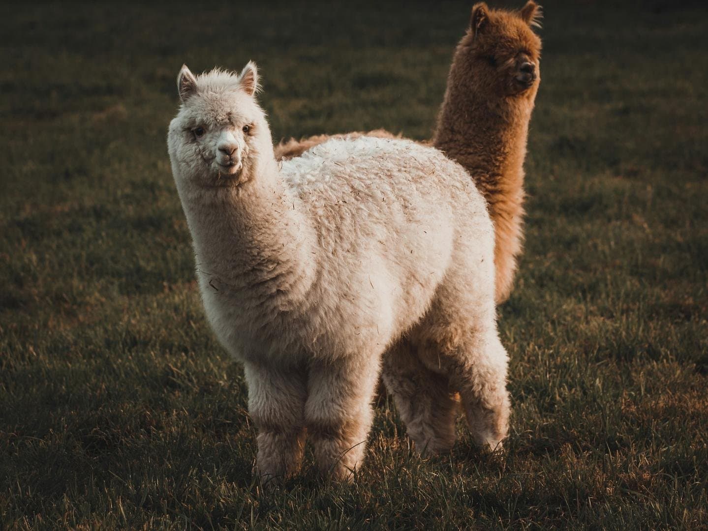 Alpaca Secures $135 Million to Enhance Tokenized Stock Infrastructure