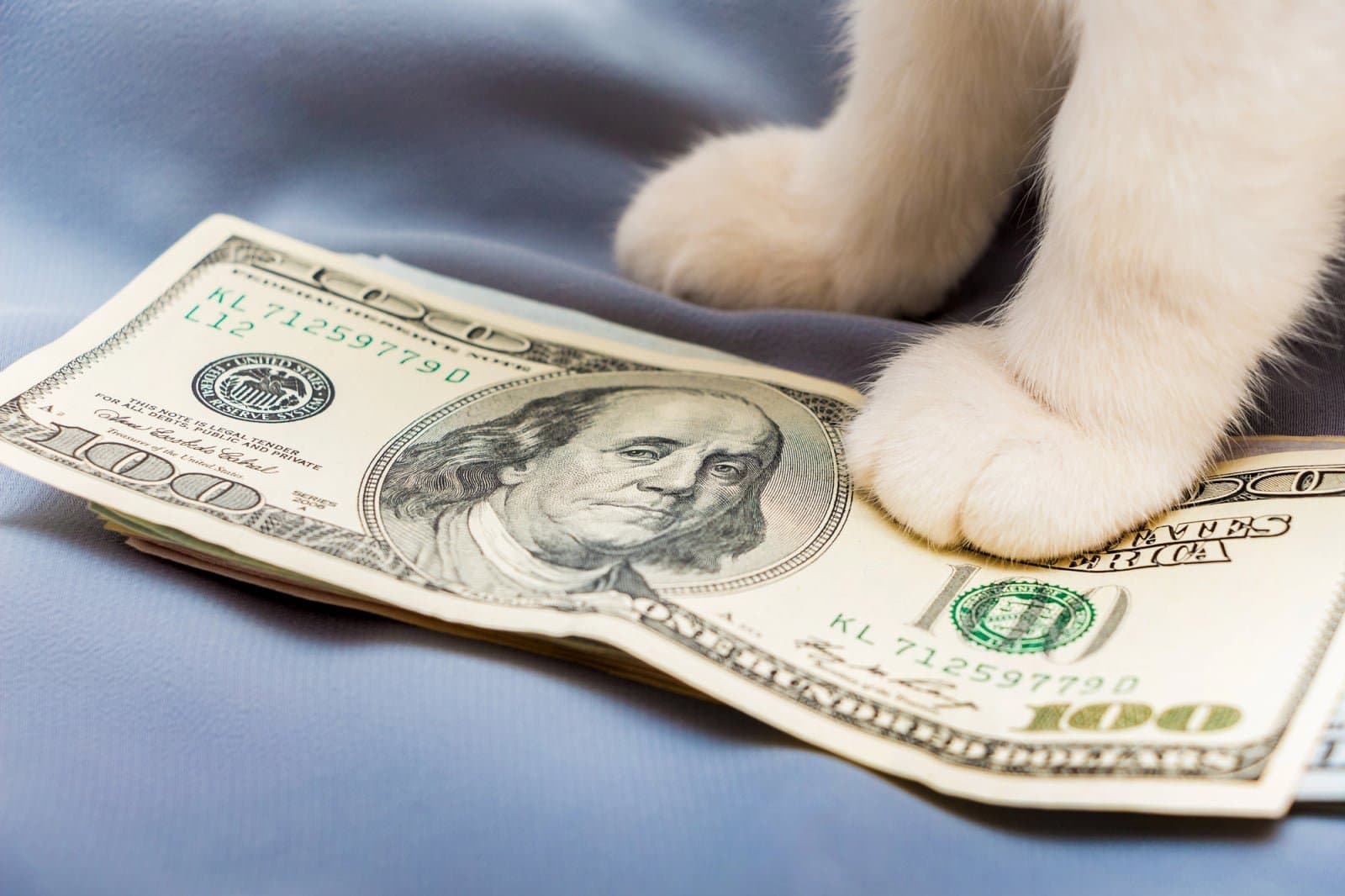 CashCat Token Experiences Sudden 60% Price Drop Amid High Volatility