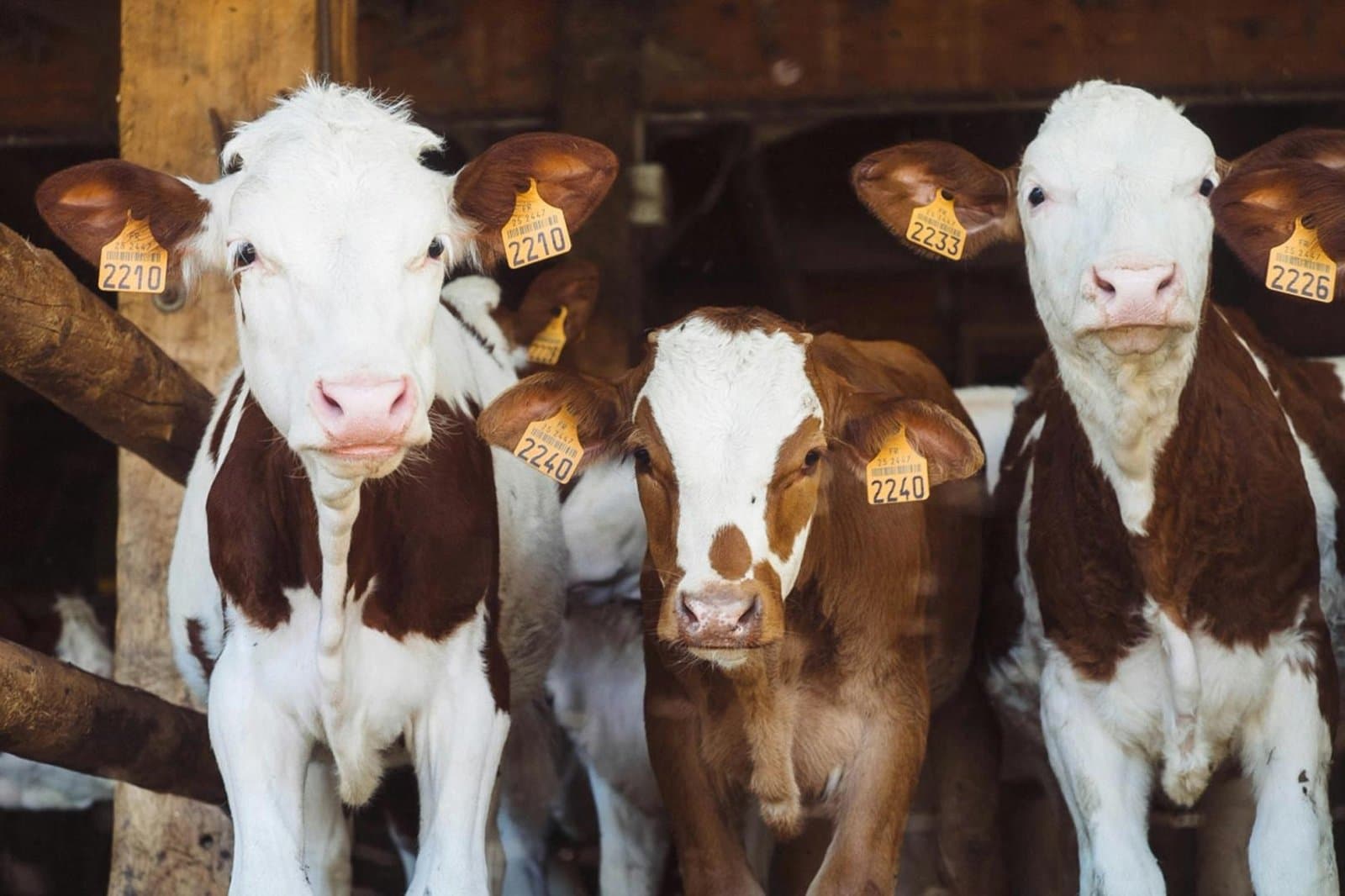 Brazilian Farmers Use Tokenization of Dairy Cows to Access New Loans