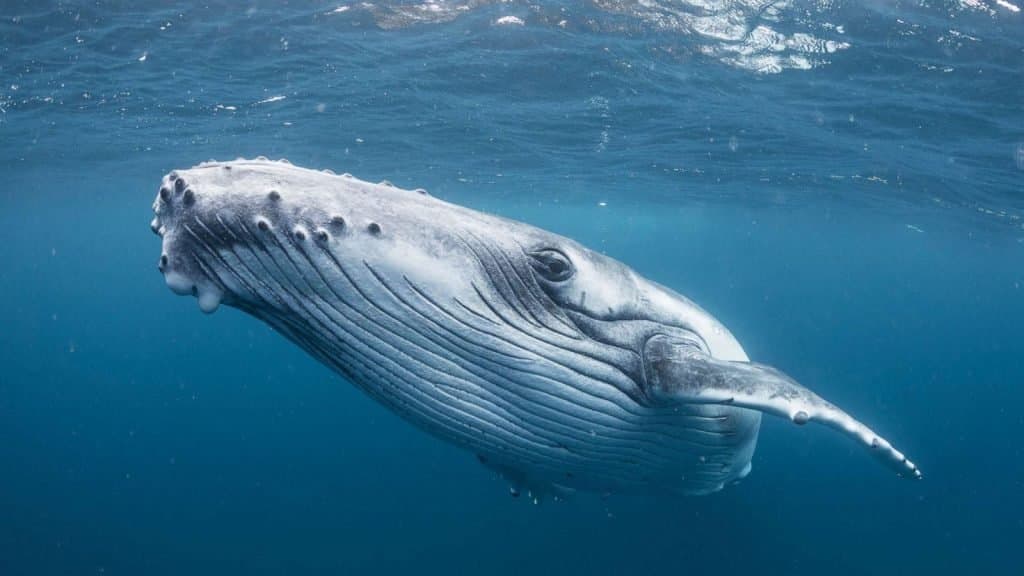 Early Lido Whale Moves 4.3M Tokens After Half a Decade Hold