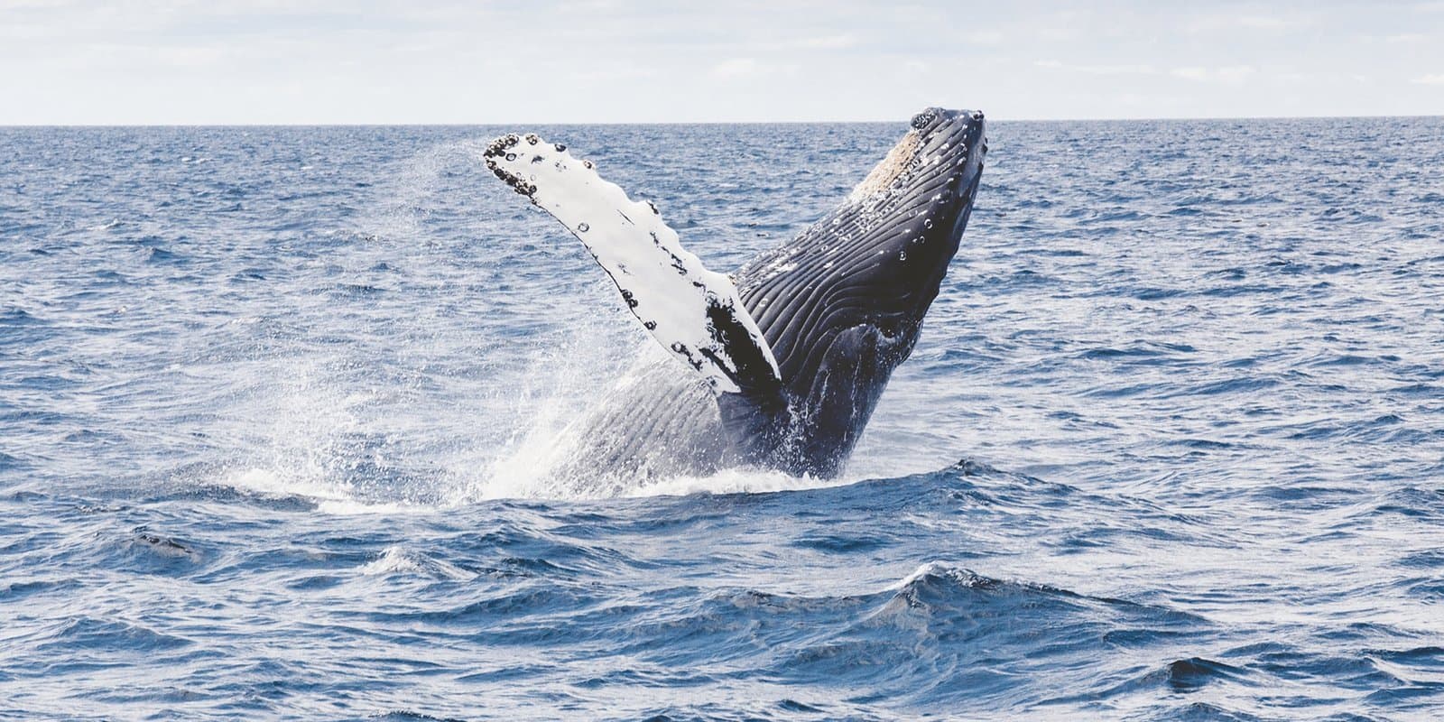 Significant Movement of Dormant Bitcoin Whale Sparks Market Attention